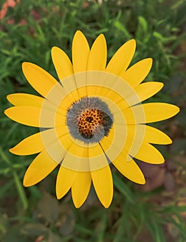 Yellow DaisyÂ â€”Â The flower beads usually measure around two to six inches in width. While yellow is the most popular color,